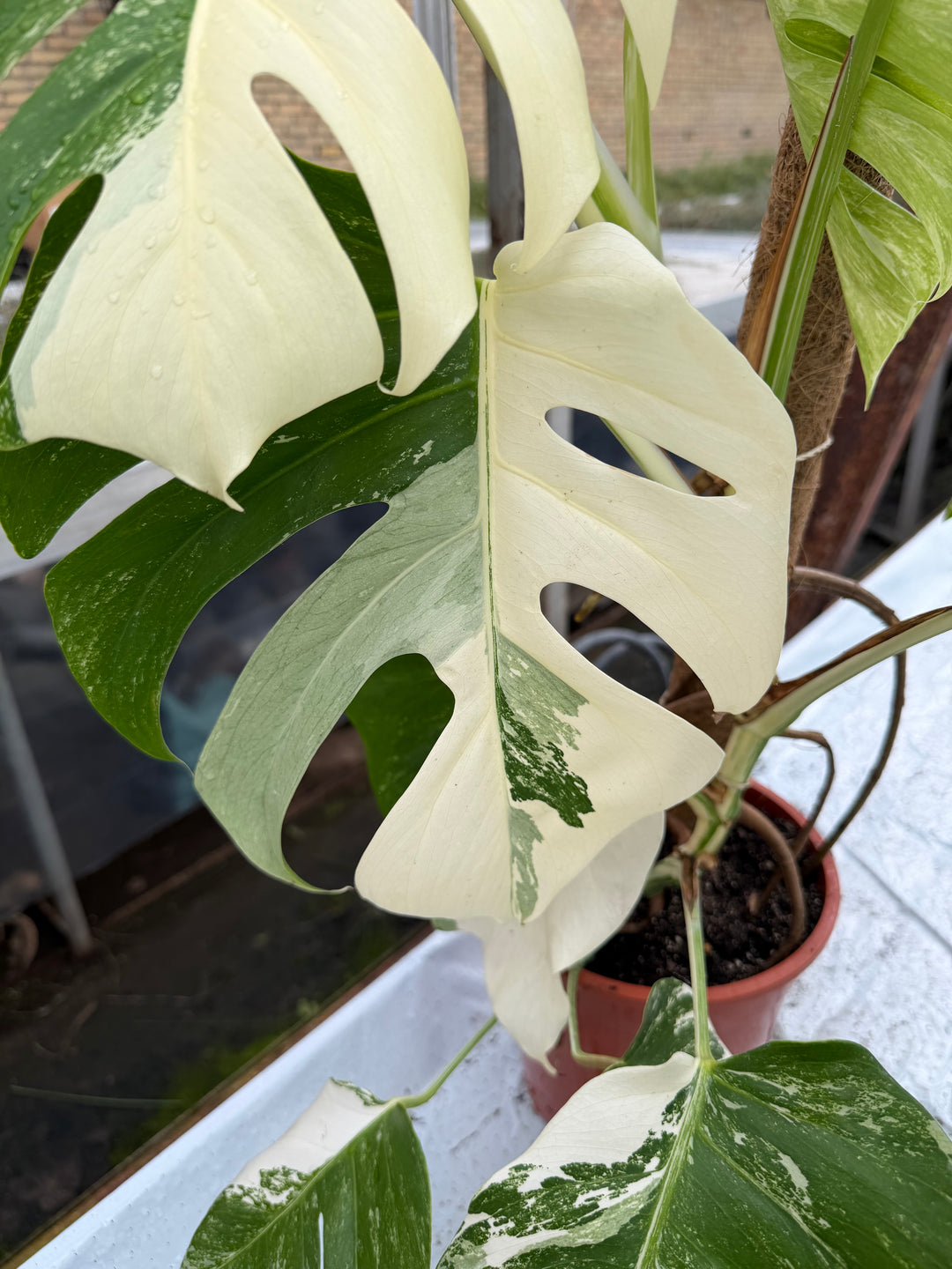 Monstera Albo