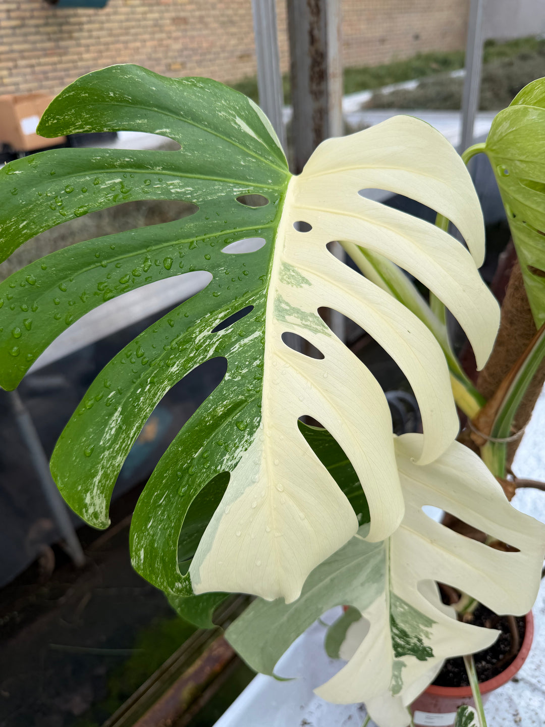 Monstera Albo