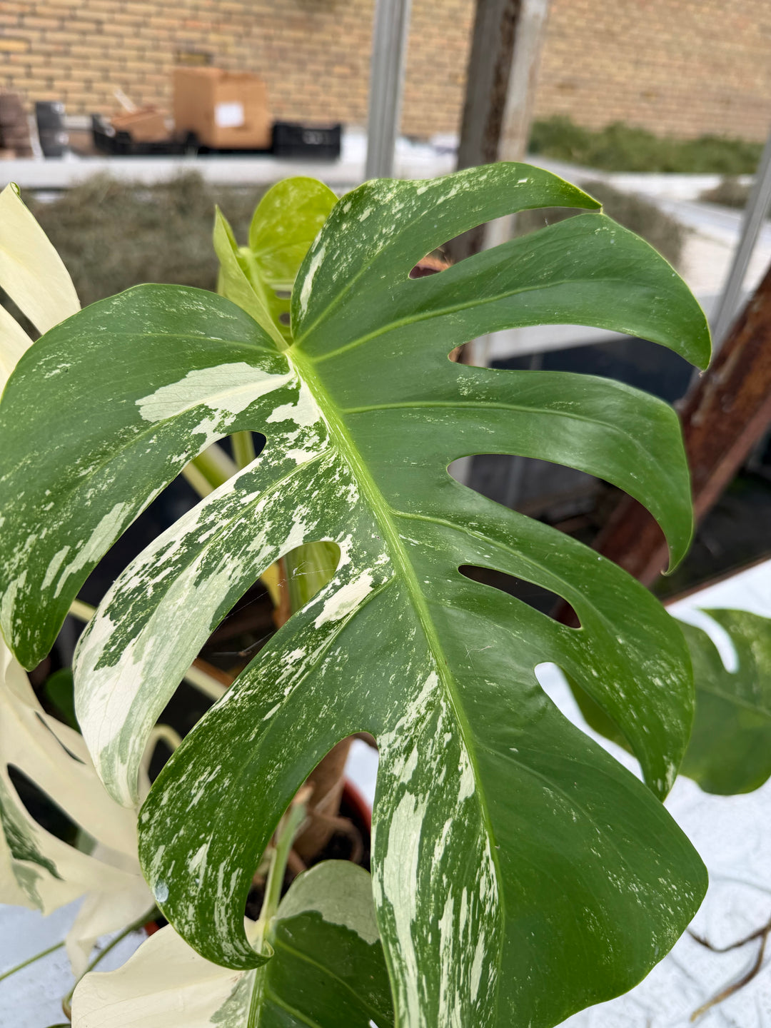 Monstera Albo