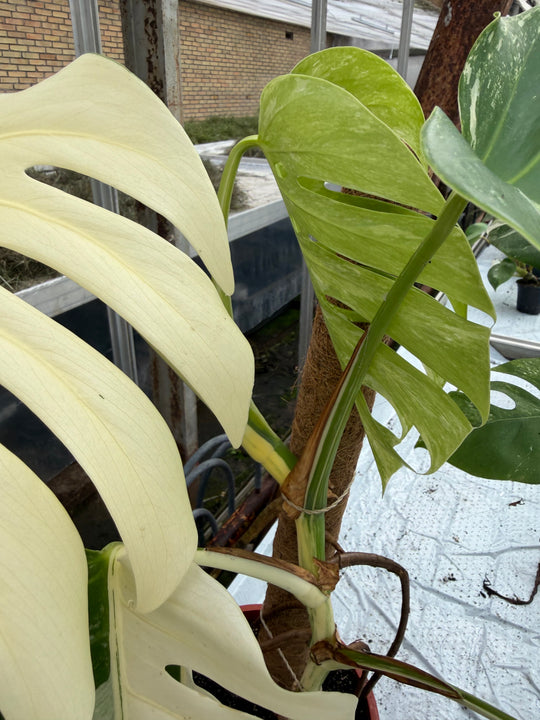 Monstera Albo
