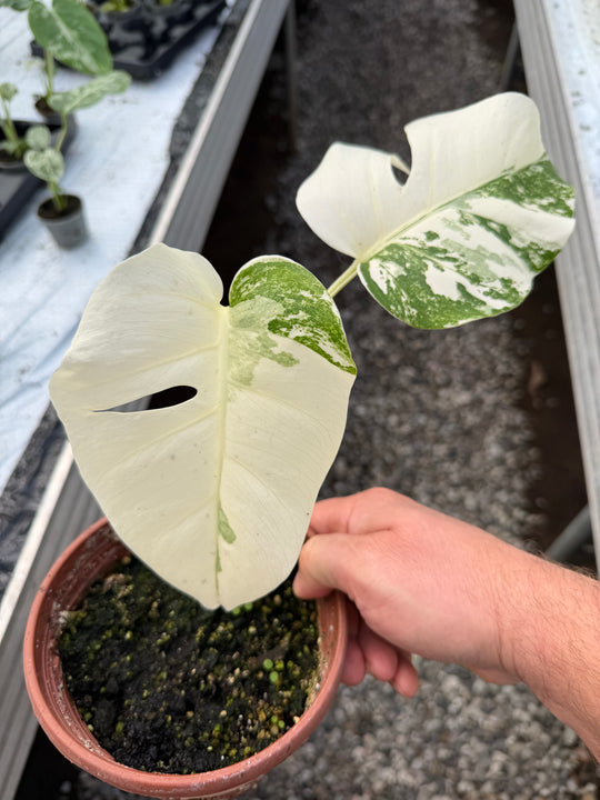 Monstera albo