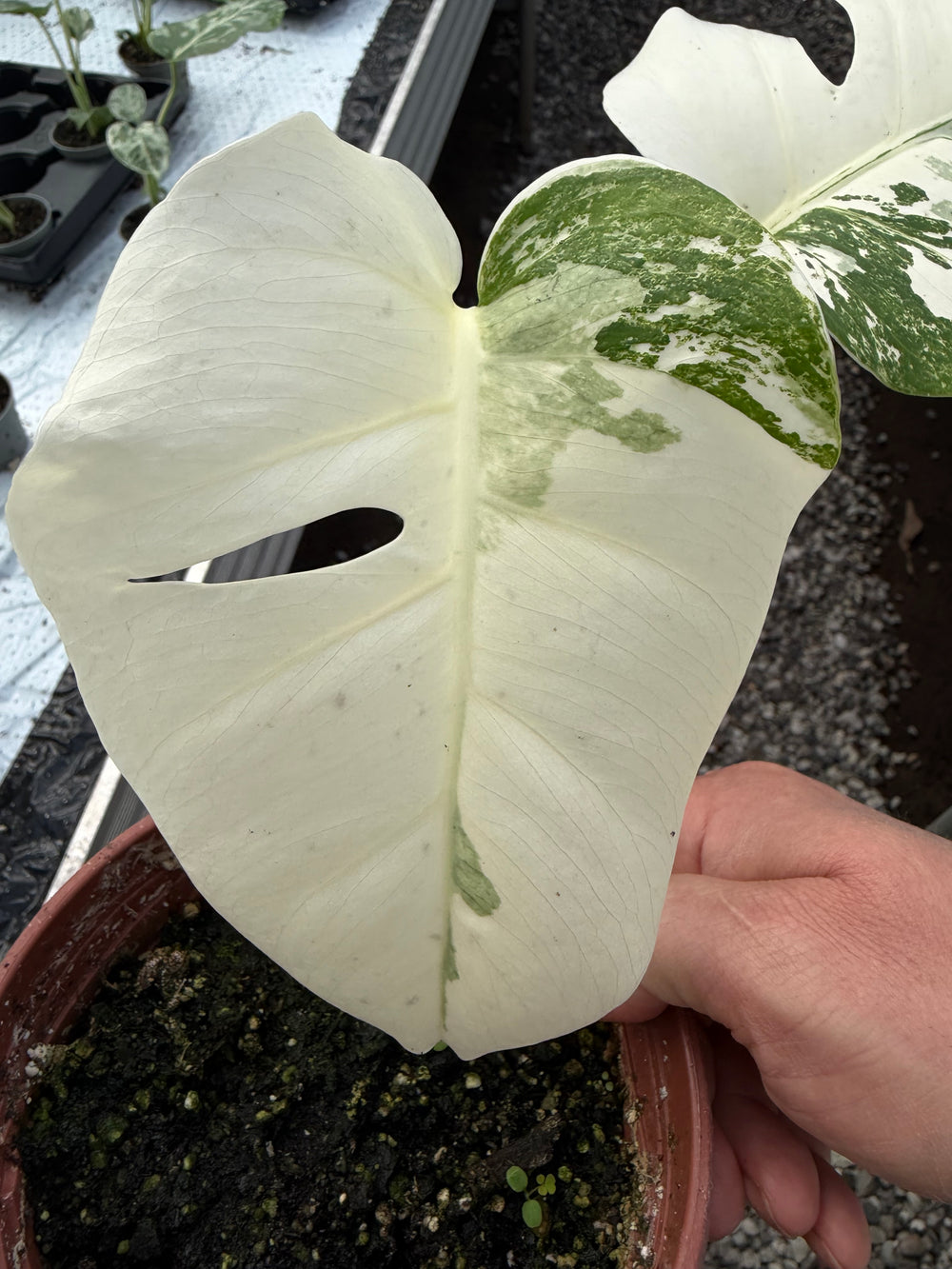 Monstera albo