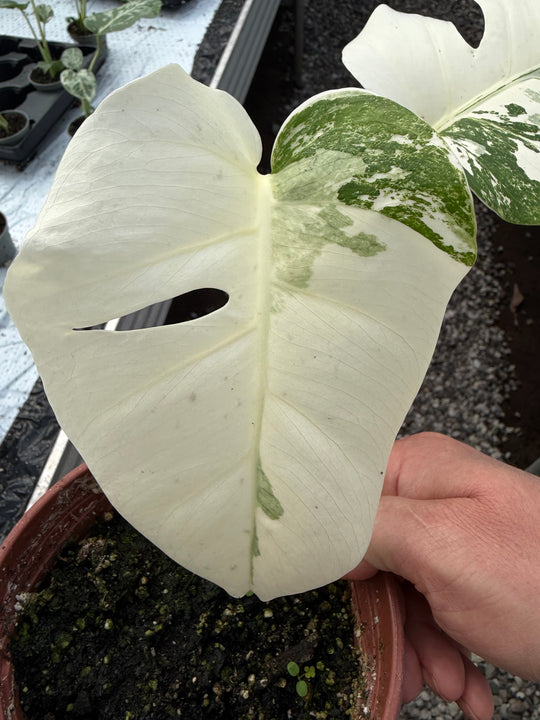 Monstera albo