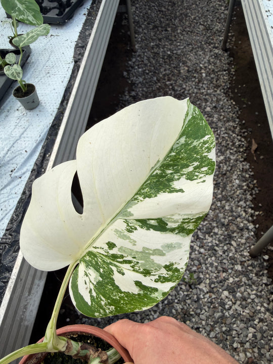 Monstera albo