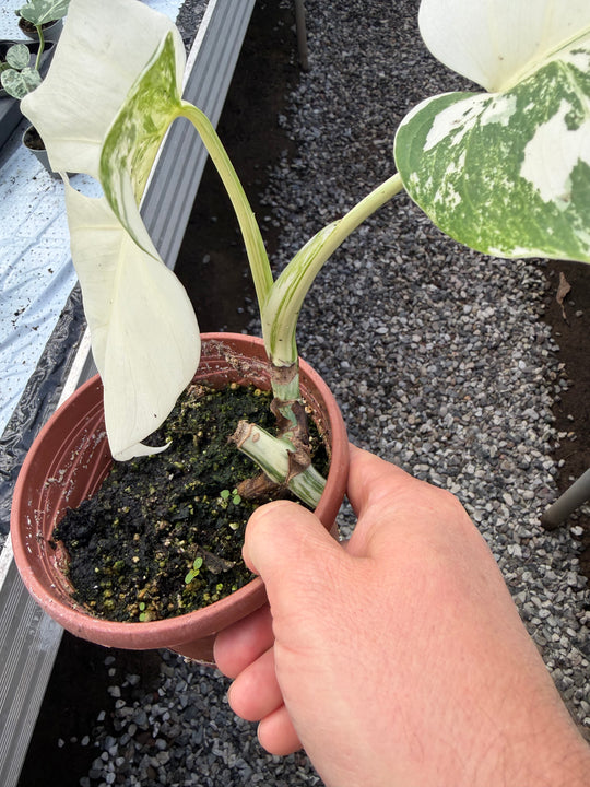 Monstera albo