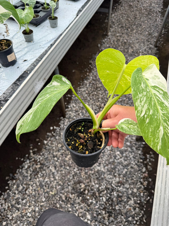Monstera albo
