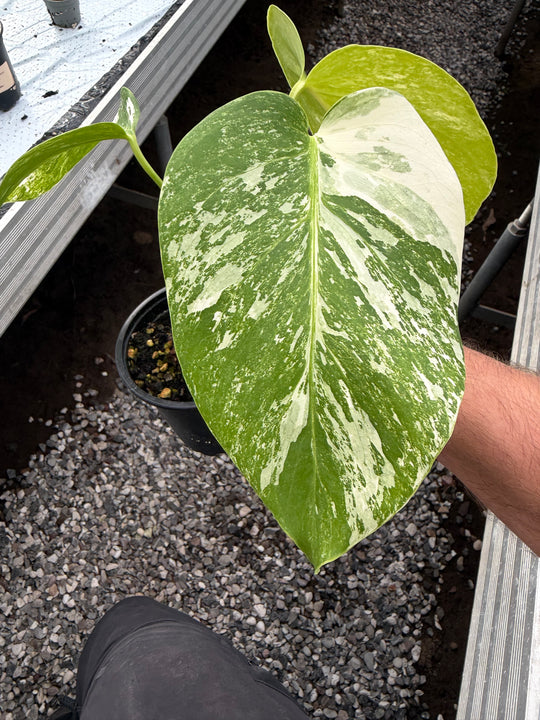 Monstera albo