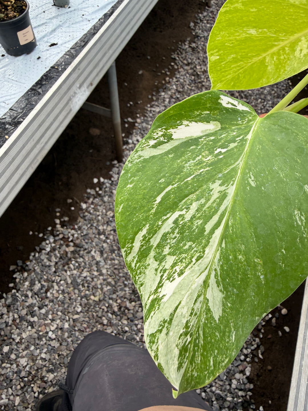 Monstera albo