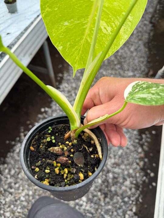 Monstera albo