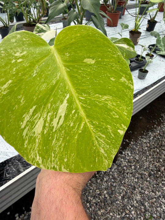 Monstera albo