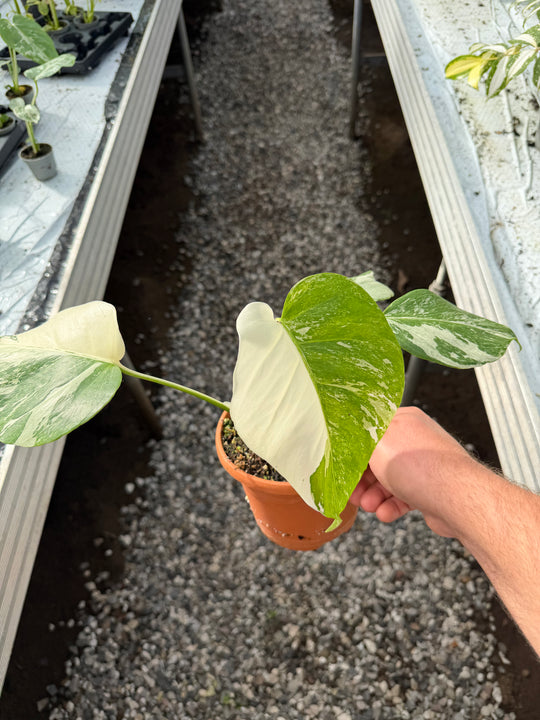 Monstera albo