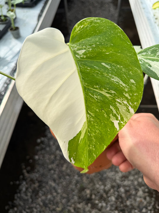 Monstera albo