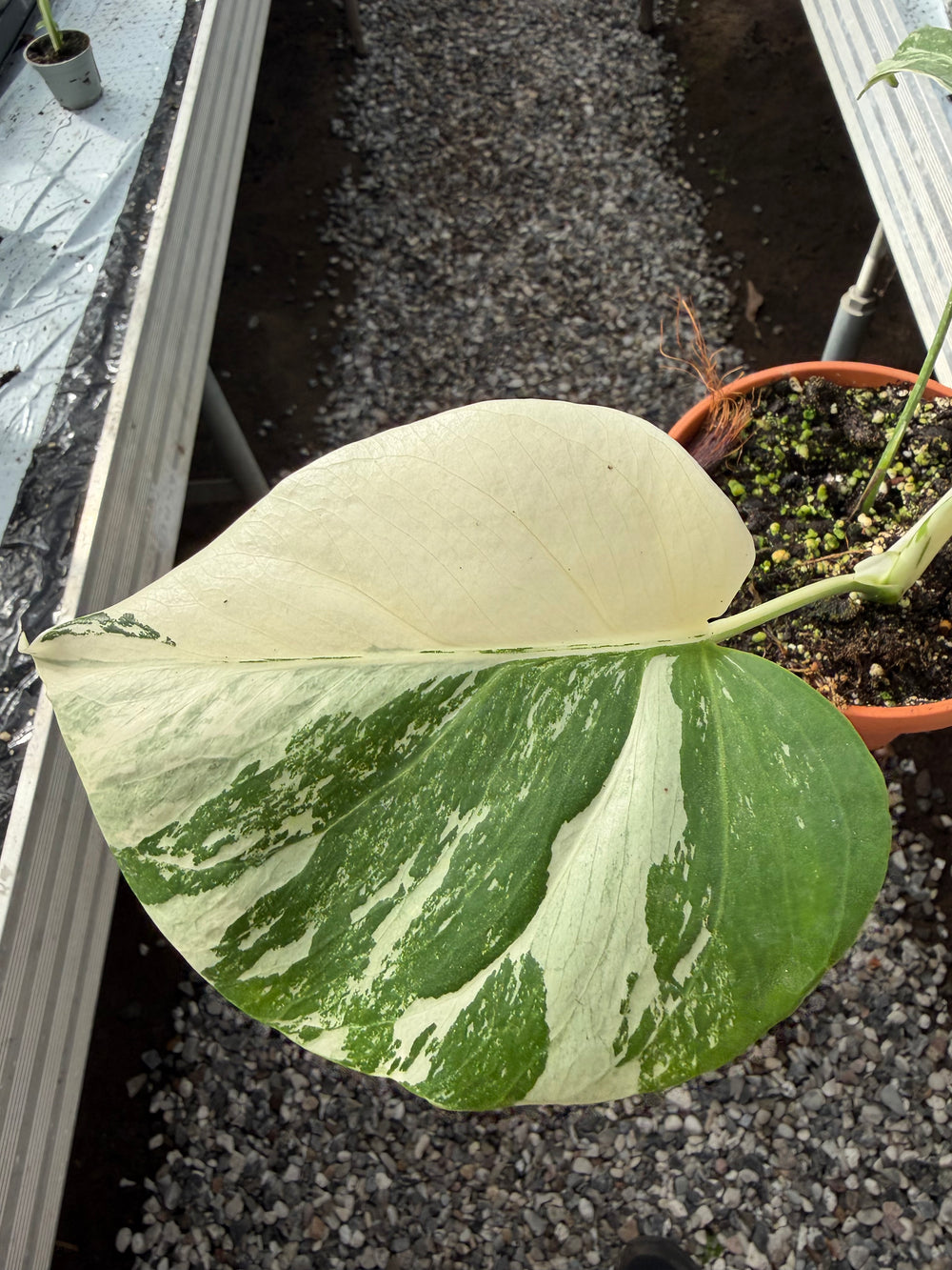 Monstera albo