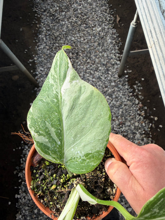 Monstera albo