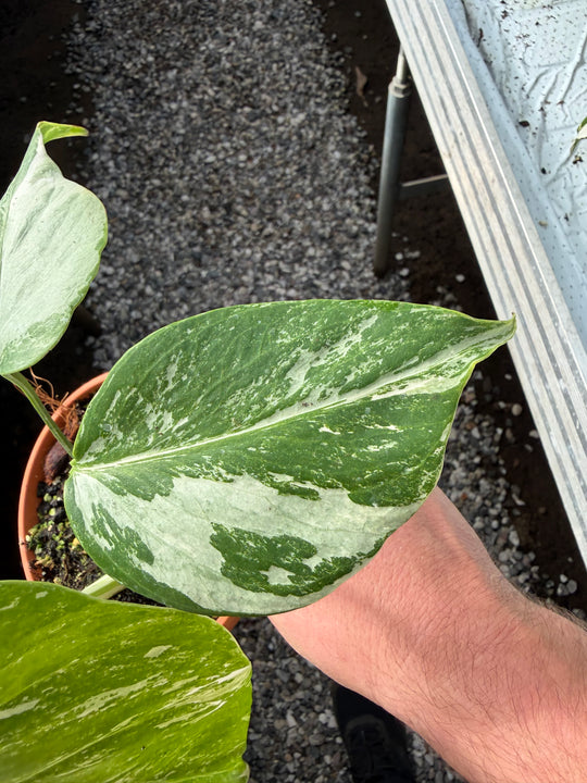Monstera albo