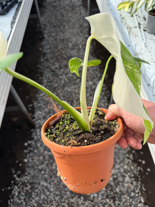 Monstera albo