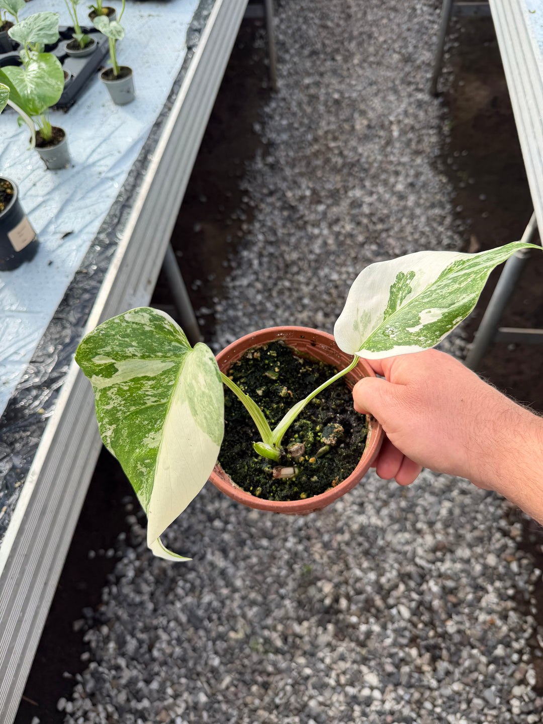 Monstera albo 12 cm