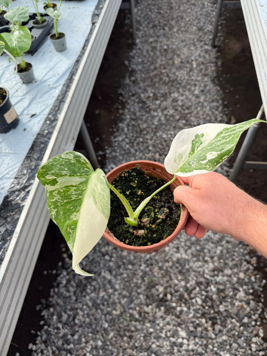 Monstera albo 12 cm
