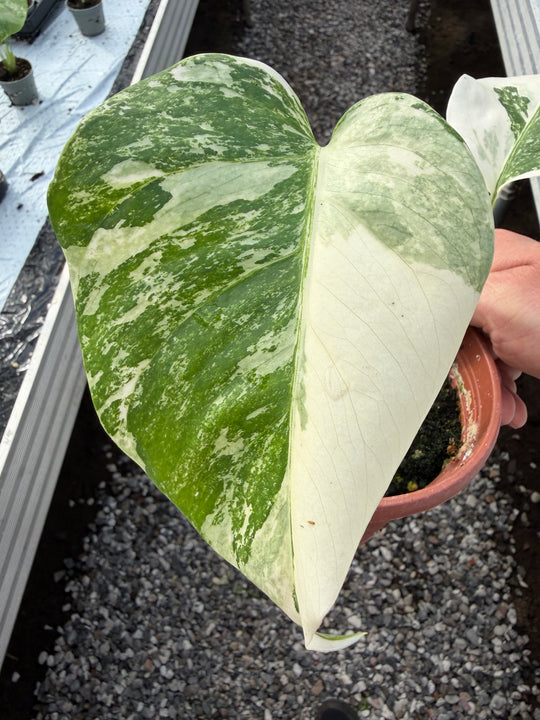 Monstera albo 12 cm