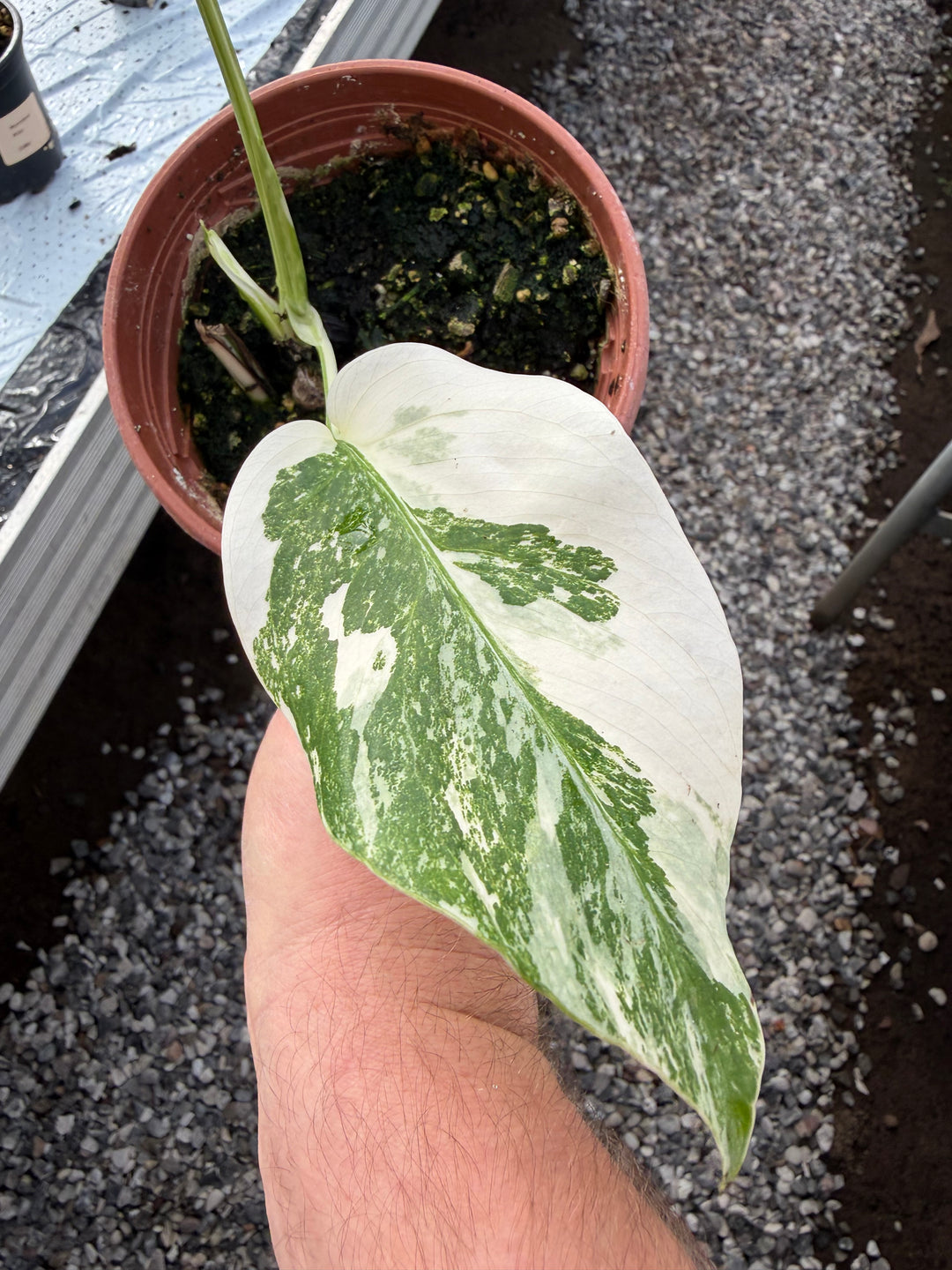 Monstera albo 12 cm