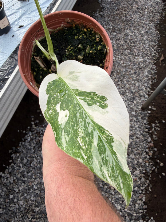 Monstera albo 12 cm