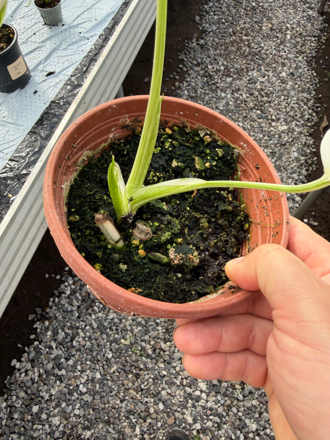 Monstera albo 12 cm