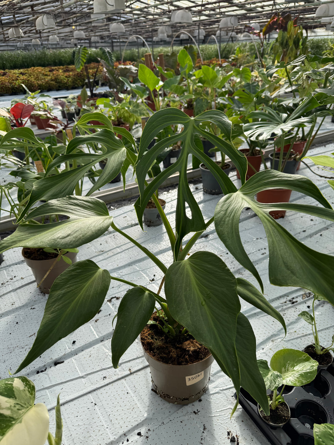 Monstera burle marx flame XXL