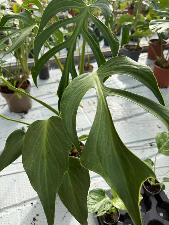 Monstera burle marx flame XXL