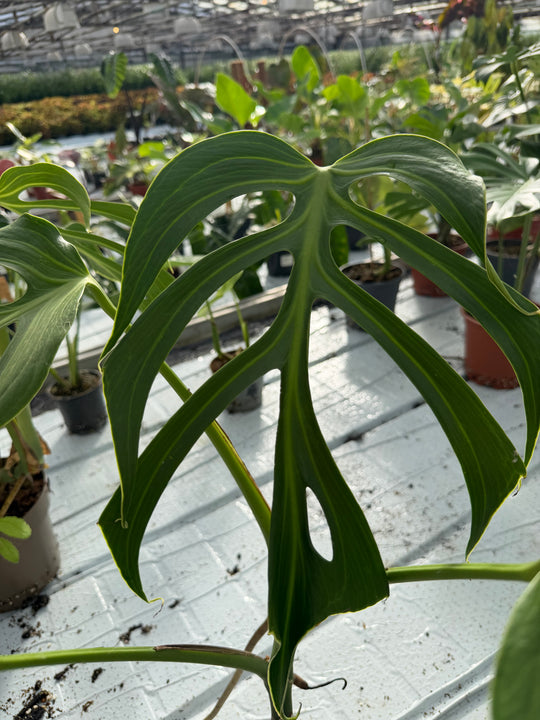 Monstera burle marx flame XXL