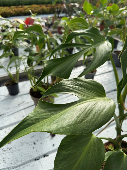 Monstera burle marx flame XXL