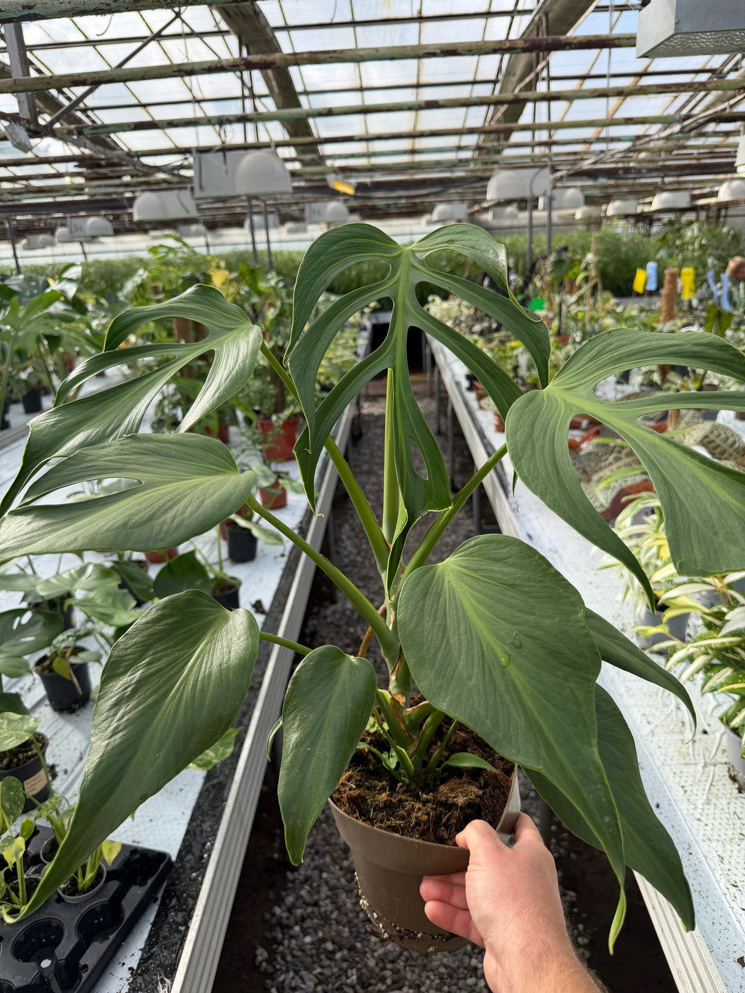 Monstera burle marx flame XXL