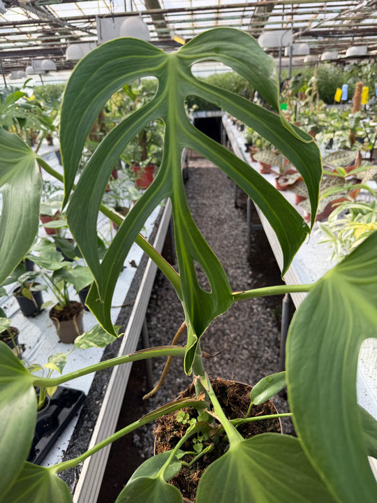 Monstera burle marx flame XXL