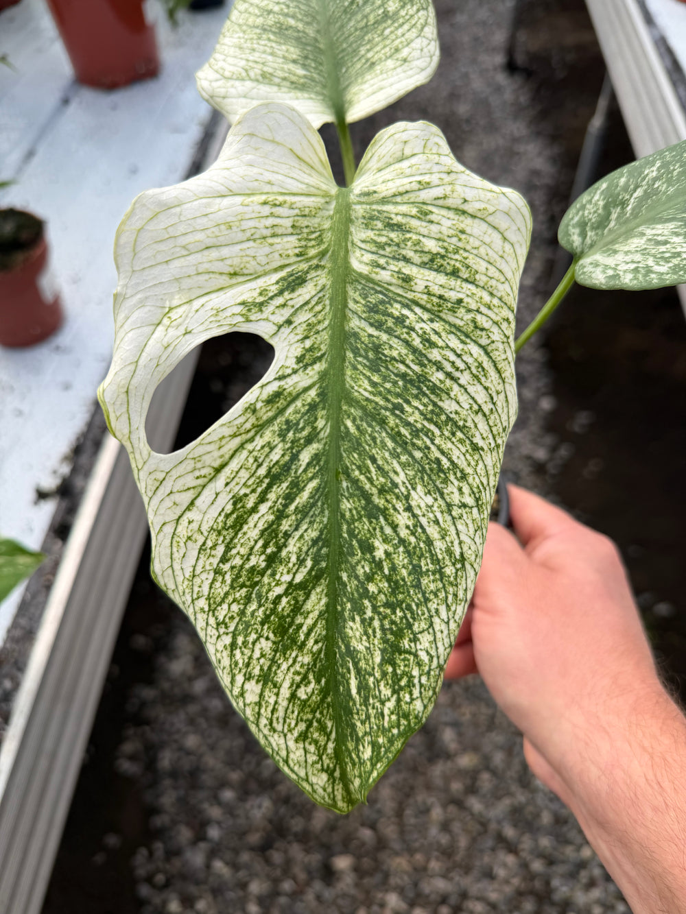 Monstera Devil Monster