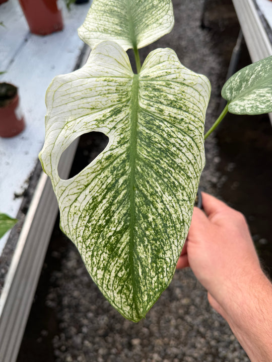Monstera Devil Monster