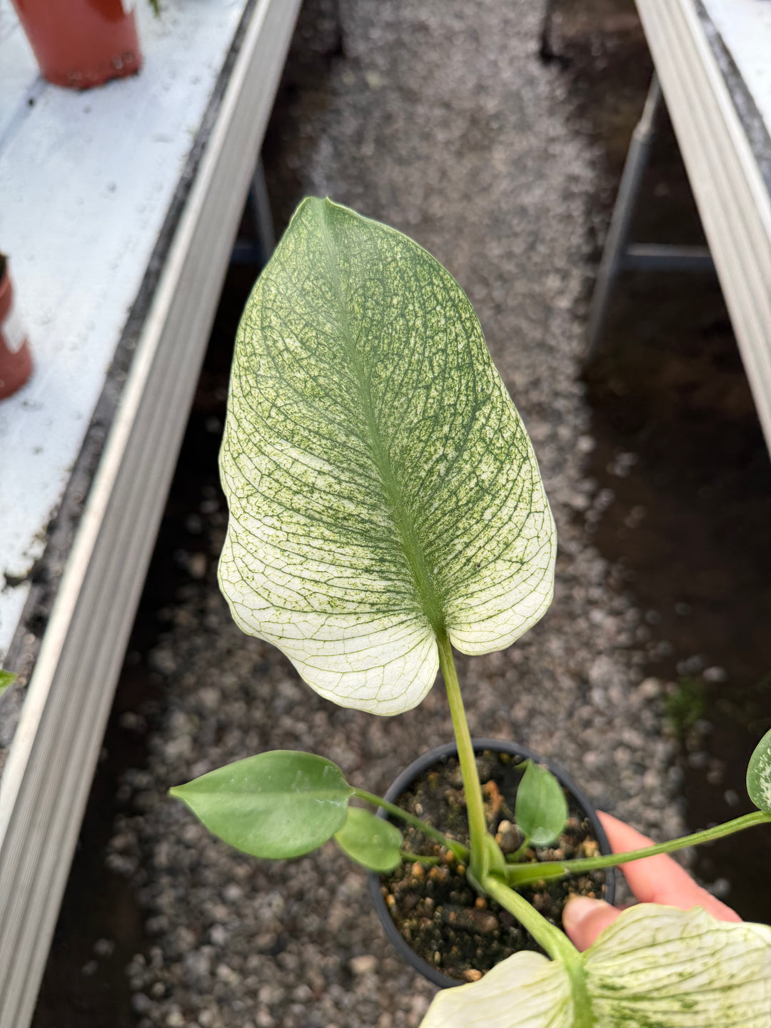 Monstera Devil Monster