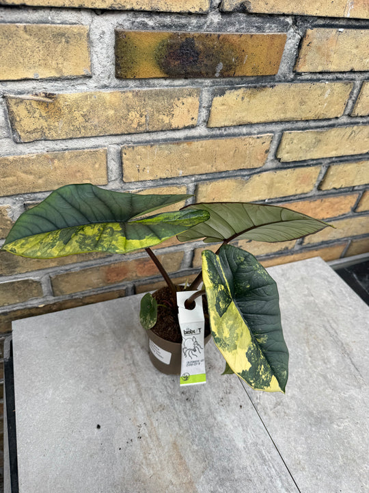 Alocasia platinium/bisma Aurea myynnissä