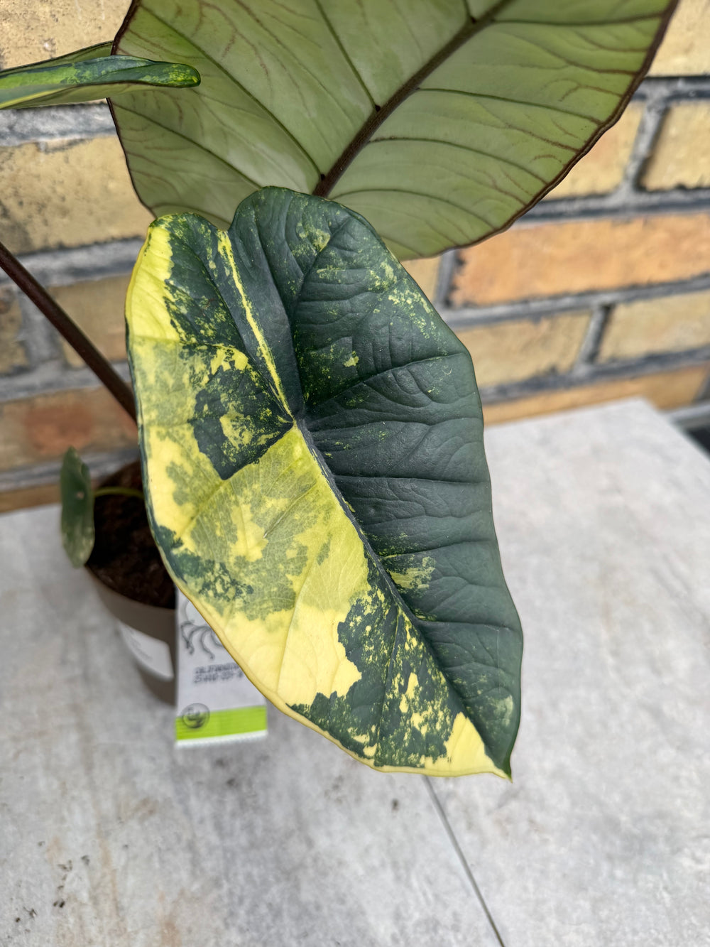 Alocasia platinium/bisma Aurea myynnissä