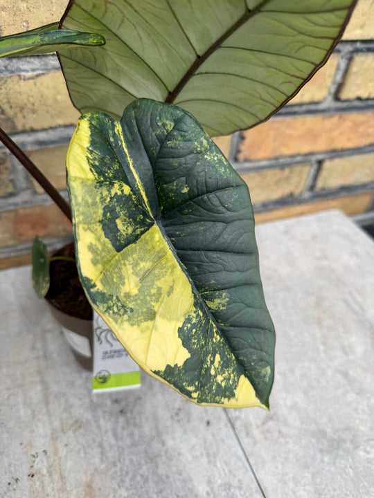 Alocasia platinium/bisma Aurea myynnissä