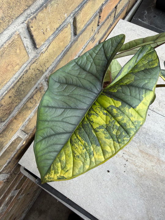 Alocasia platinium/bisma Aurea myynnissä