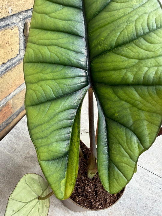 Alocasia platinium/bisma Aurea myynnissä