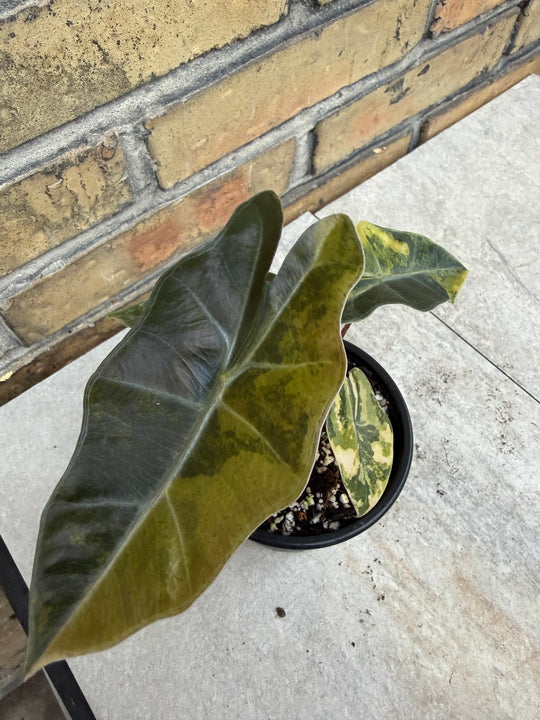 Alocasia pseudosanderia Aurea
