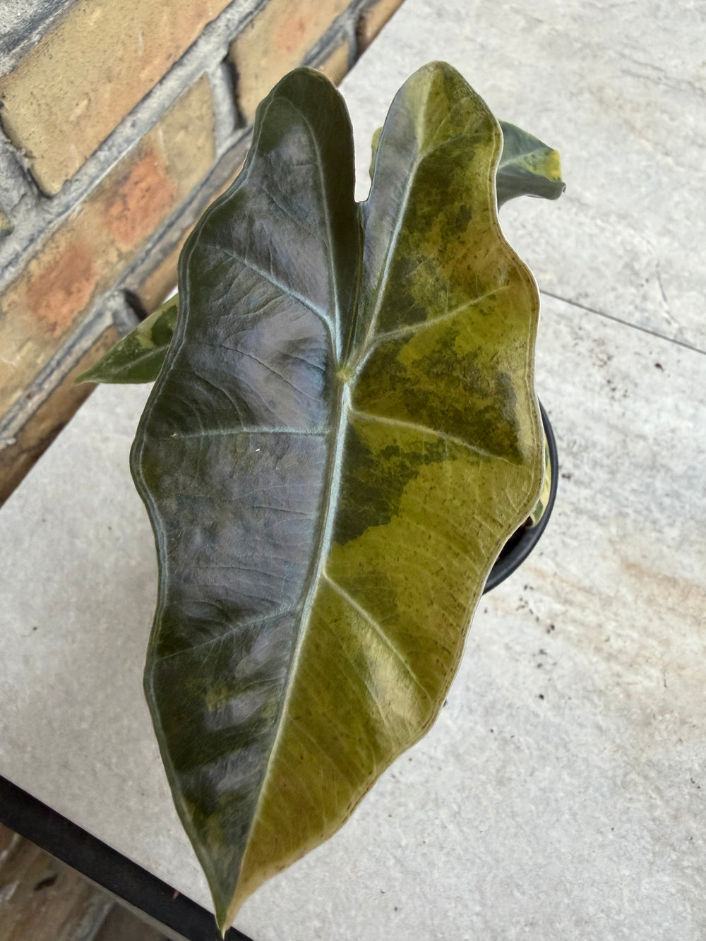 Alocasia pseudosanderia Aurea
