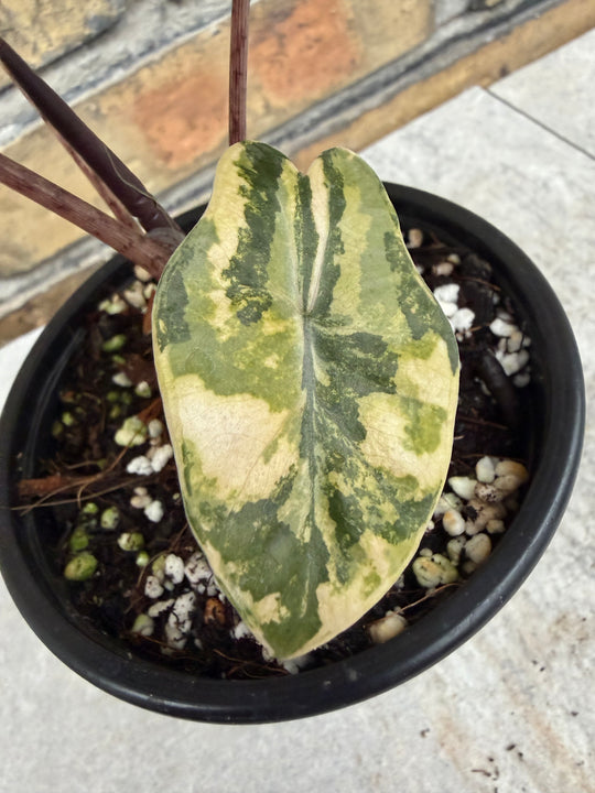 Alocasia pseudosanderia Aurea