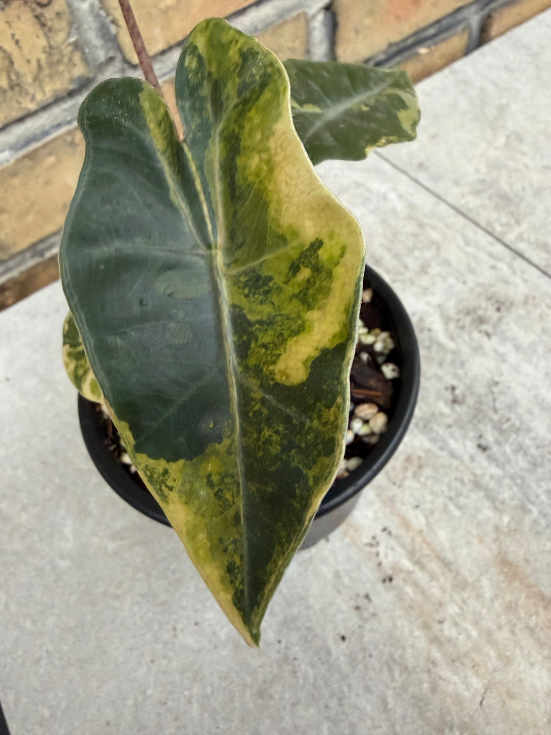 Alocasia pseudosanderia Aurea