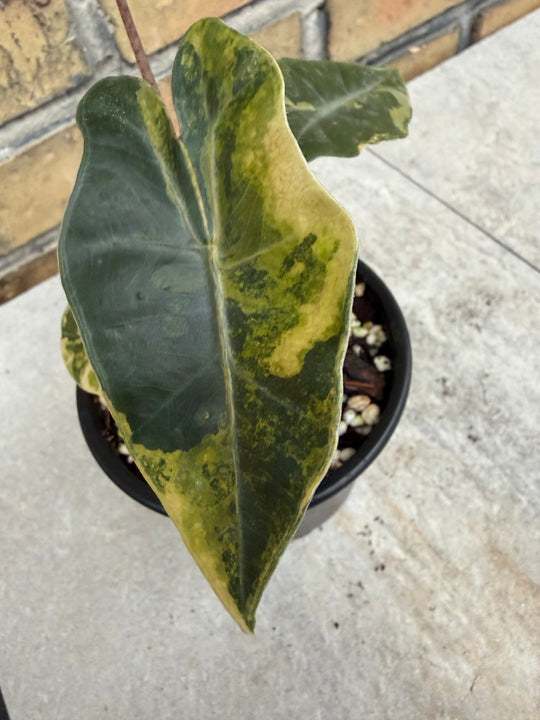 Alocasia pseudosanderia Aurea