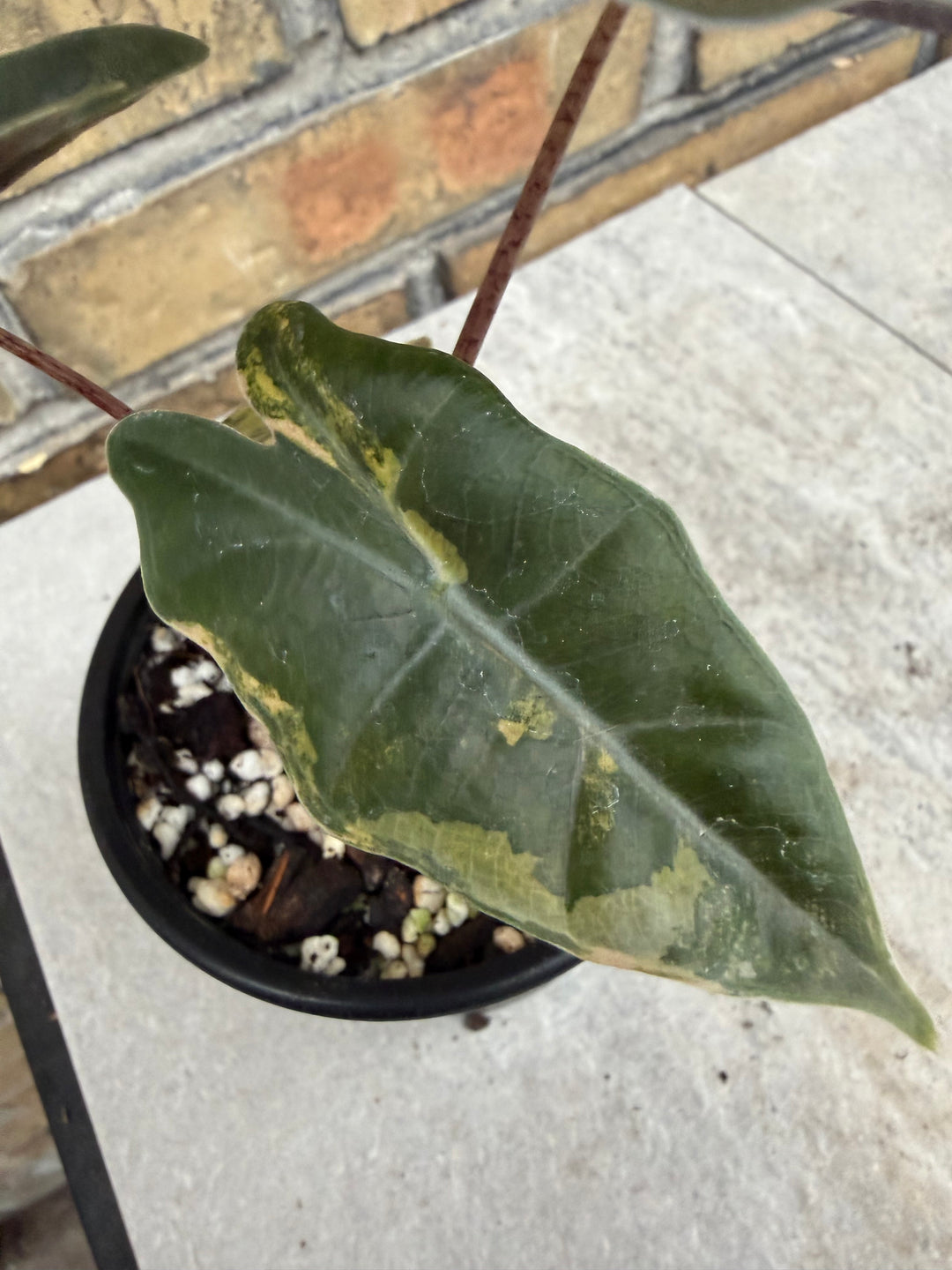 Alocasia pseudosanderia Aurea