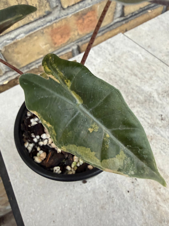 Alocasia pseudosanderia Aurea