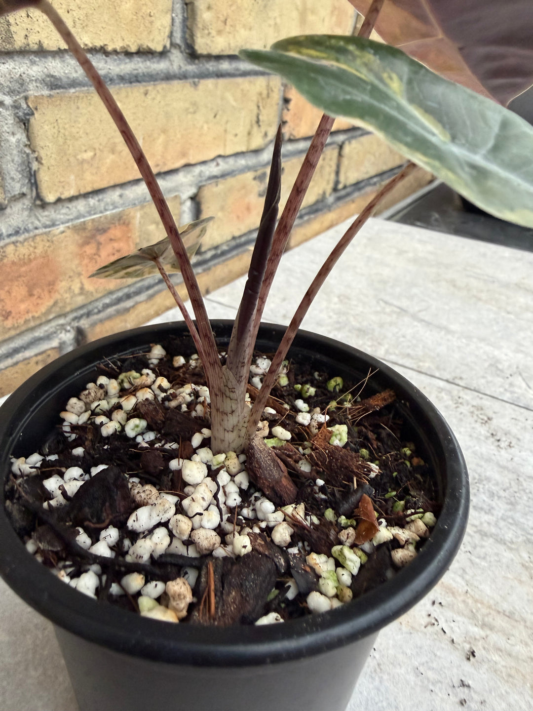 Alocasia pseudosanderia Aurea
