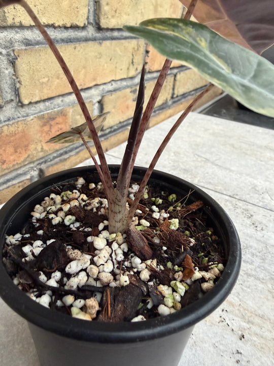 Alocasia pseudosanderia Aurea