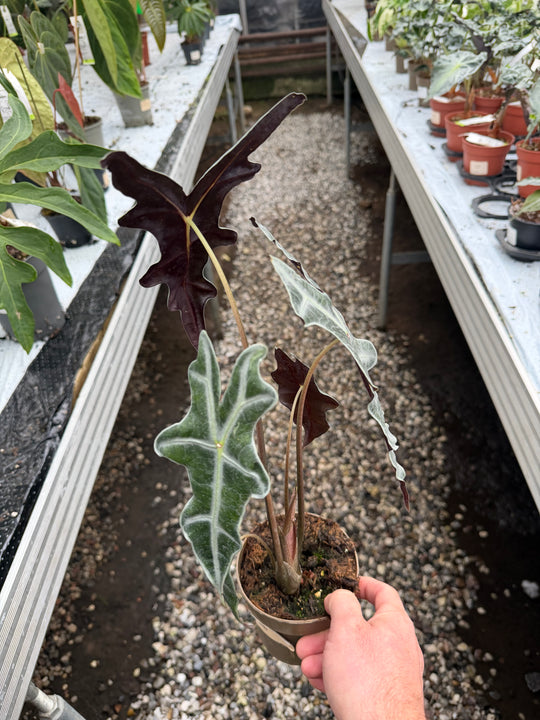 Alocasia Nobilis pink